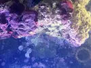 [TodoMarino.com] cyano para todos