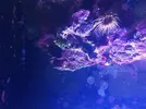 [TodoMarino.com] cyano para todos