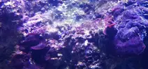 [TodoMarino.com] cyano para todos