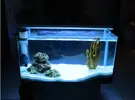 [TodoMarino.com] Les presento mi Primer Acuario Marino