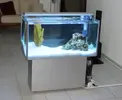 [TodoMarino.com] Les presento mi Primer Acuario Marino