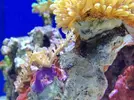[TodoMarino.com] Nombre del coral