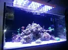 [TodoMarino.com] ♧♣《《Sharpei reef》》♣♧