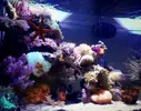 [TodoMarino.com] Compatibilidad de peces