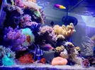 [TodoMarino.com] Compatibilidad de peces
