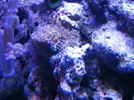 [TodoMarino.com] ¿Alguien sabría decirme qué variedad de coral/anémona es esta?