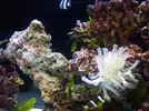 [TodoMarino.com] clarkii vs condylactis