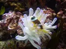[TodoMarino.com] clarkii vs condylactis