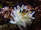[TodoMarino.com] clarkii vs condylactis