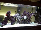 [TodoMarino.com] clarkii vs condylactis