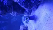 [TodoMarino.com] Euphyllia muriéndose