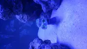 [TodoMarino.com] Euphyllia muriéndose
