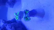 [TodoMarino.com] Euphyllia muriéndose