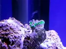 [TodoMarino.com] Reef Island 480L