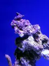 [TodoMarino.com] Reef Island 480L
