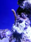 [TodoMarino.com] Reef Island 480L