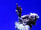 [TodoMarino.com] Reef Island 480L