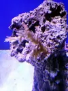 [TodoMarino.com] Reef Island 480L