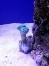 [TodoMarino.com] Reef Island 480L