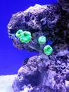 [TodoMarino.com] Reef Island 480L