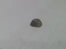 [TodoMarino.com] Caracoles a puñados!! bueno o malo?!