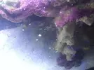 [TodoMarino.com] Caracoles a puñados!! bueno o malo?!