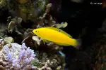[TodoMarino.com] Que opinais sobre el halichoeres chrysus