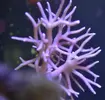 [TodoMarino.com] hystrix blanqueando?