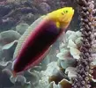 [TodoMarino.com] Que opinais sobre el halichoeres chrysus