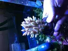 [TodoMarino.com] Especial corales