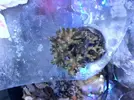 [TodoMarino.com] Especial corales