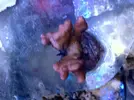[TodoMarino.com] Especial corales