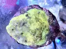 [TodoMarino.com] Especial corales