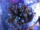 [TodoMarino.com] Especial corales