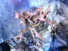 [TodoMarino.com] Especial corales