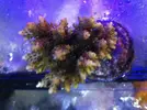 [TodoMarino.com] Especial corales