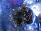 [TodoMarino.com] Especial corales