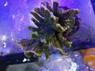 [TodoMarino.com] Especial corales