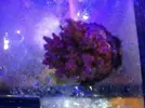 [TodoMarino.com] Especial corales
