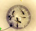 [TodoMarino.com] ¡Última llegada de peces marinos y corales!