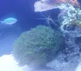 [TodoMarino.com] recomendacion para Euphyllia glabrescens