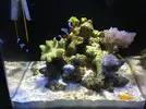 [TodoMarino.com] Blanco´s Reef