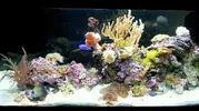 [TodoMarino.com] Nanoreef 120 litros (7 meses vida)