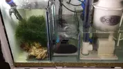 [TodoMarino.com] ¿qué opináis de este sump?