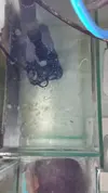 [TodoMarino.com] ¿qué opináis de este sump?