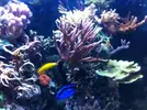 [TodoMarino.com] Empezando en el mundo del Marino