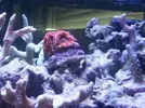 [TodoMarino.com] Acanthastrea cerrada