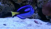 [TodoMarino.com] ¿Tu pez favorito del acuario?