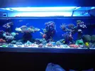 [TodoMarino.com] Continuacion superminireef