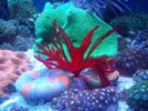 [TodoMarino.com] Continuacion superminireef